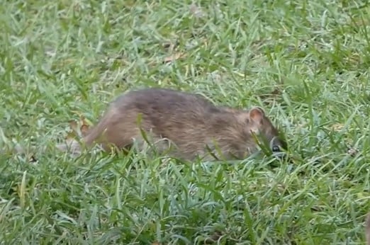 Rattus norvegicus