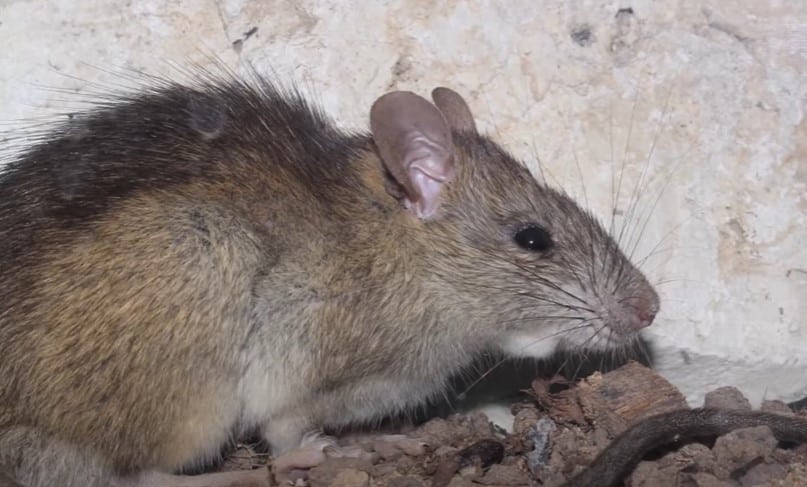 Rattus rattus - חולדת בית