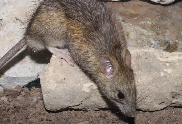 חולדה מצויה בבית - Rattus rattus