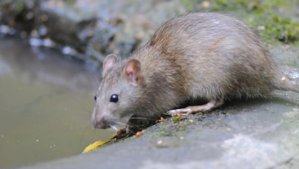 חולדה נורווגית - Rattus norvegicus