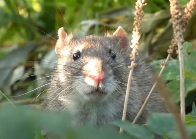 חולדת חוף - Rattus norvegicus