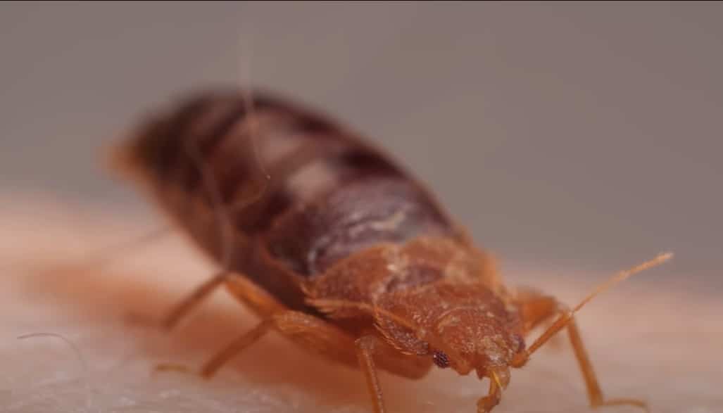 Cimex lectularius - פשפש המיטה