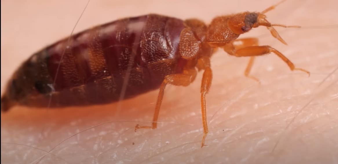 Cimex lectularius פשפש המיטה על עור אנושי