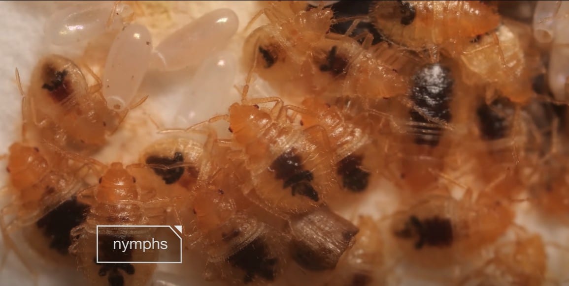 נימפות של פשפש המיטה