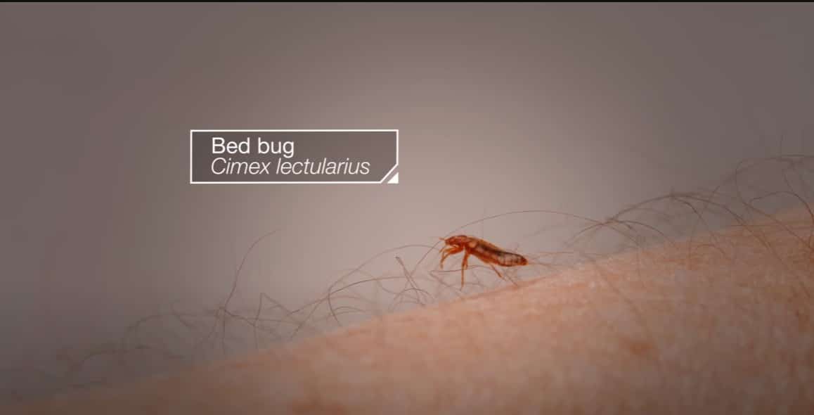 פשפש המיטה בפעולה