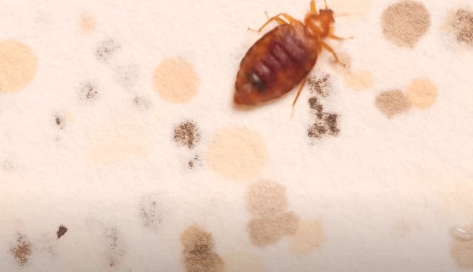 פשפש המיטה וצואה שלו