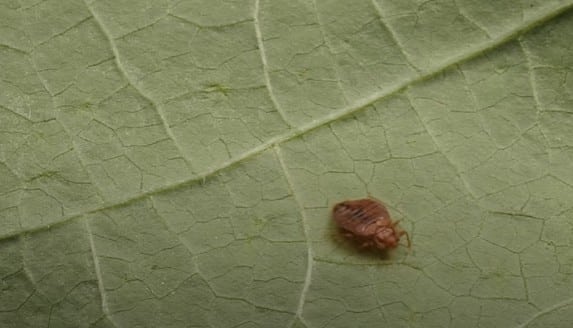 פשפש המיטה על עלי שעועית