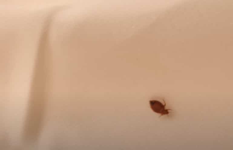 פשפש המיטה רץ על סדין