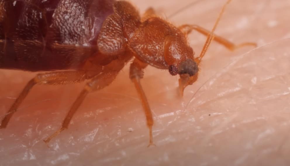 פשפש המיטה מוצץ דם