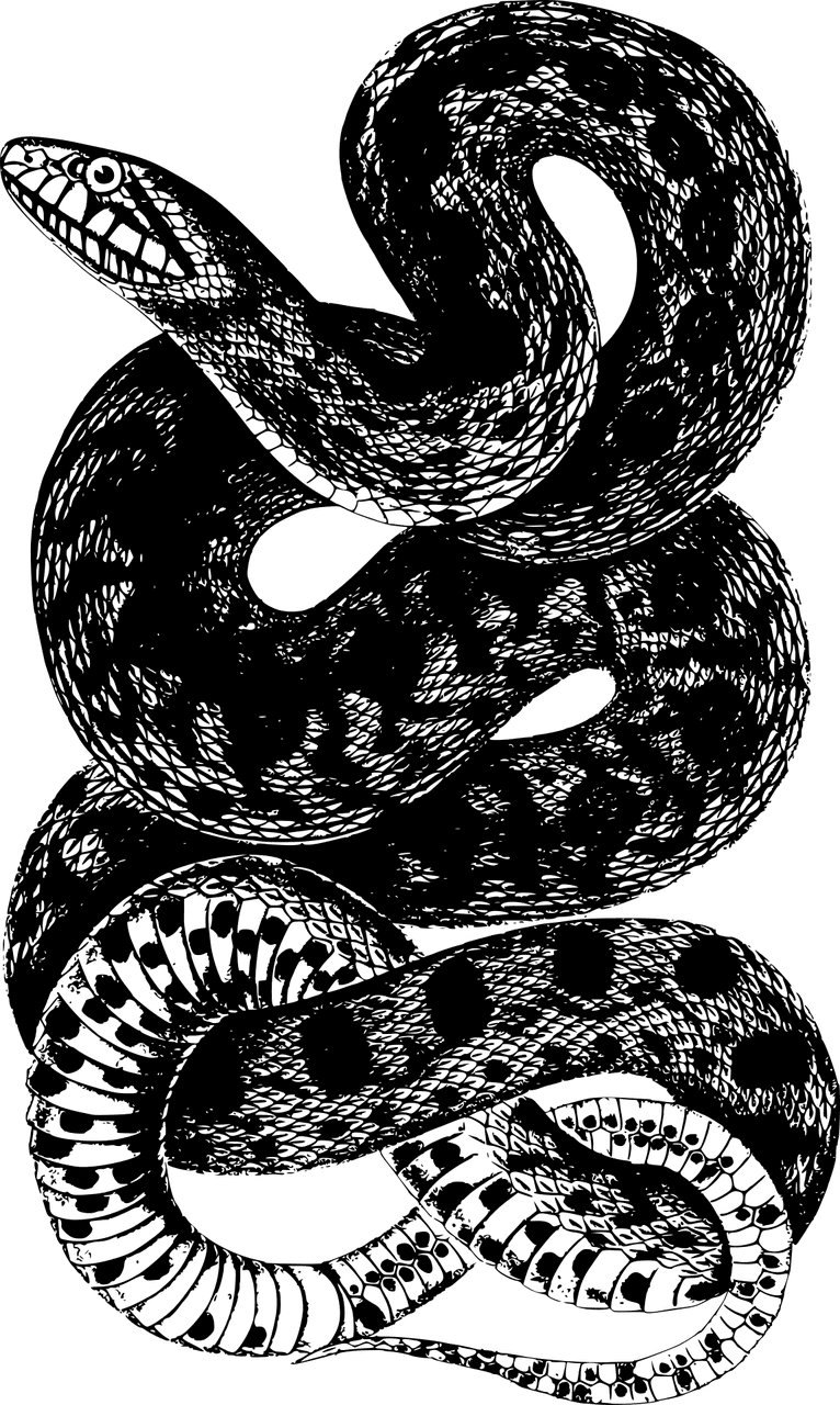 animal, reptile, snake-1299380.jpg
