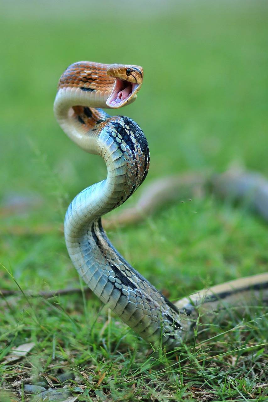 snake, animal, green-4157317.jpg