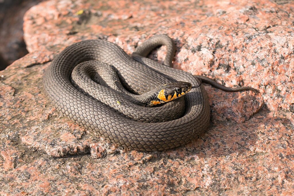 snake, beach snake, reptile-1464184.jpg