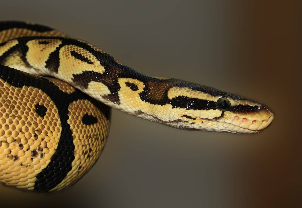 snake, python, animal-419043.jpg