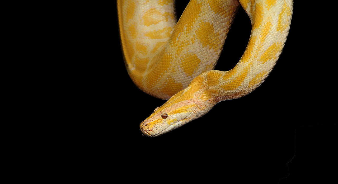 snake, python, yellow python-1285354.jpg