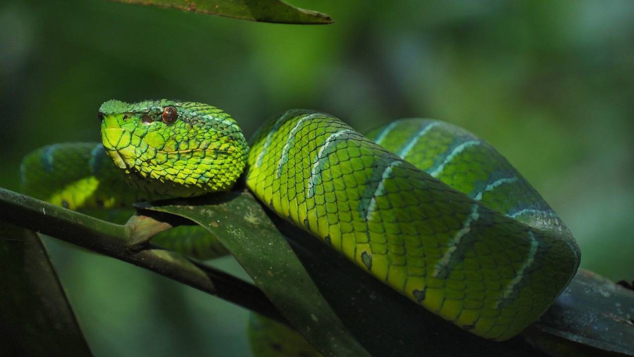 snake, trimeresus subannulatus, trimeresus-1698057.jpg