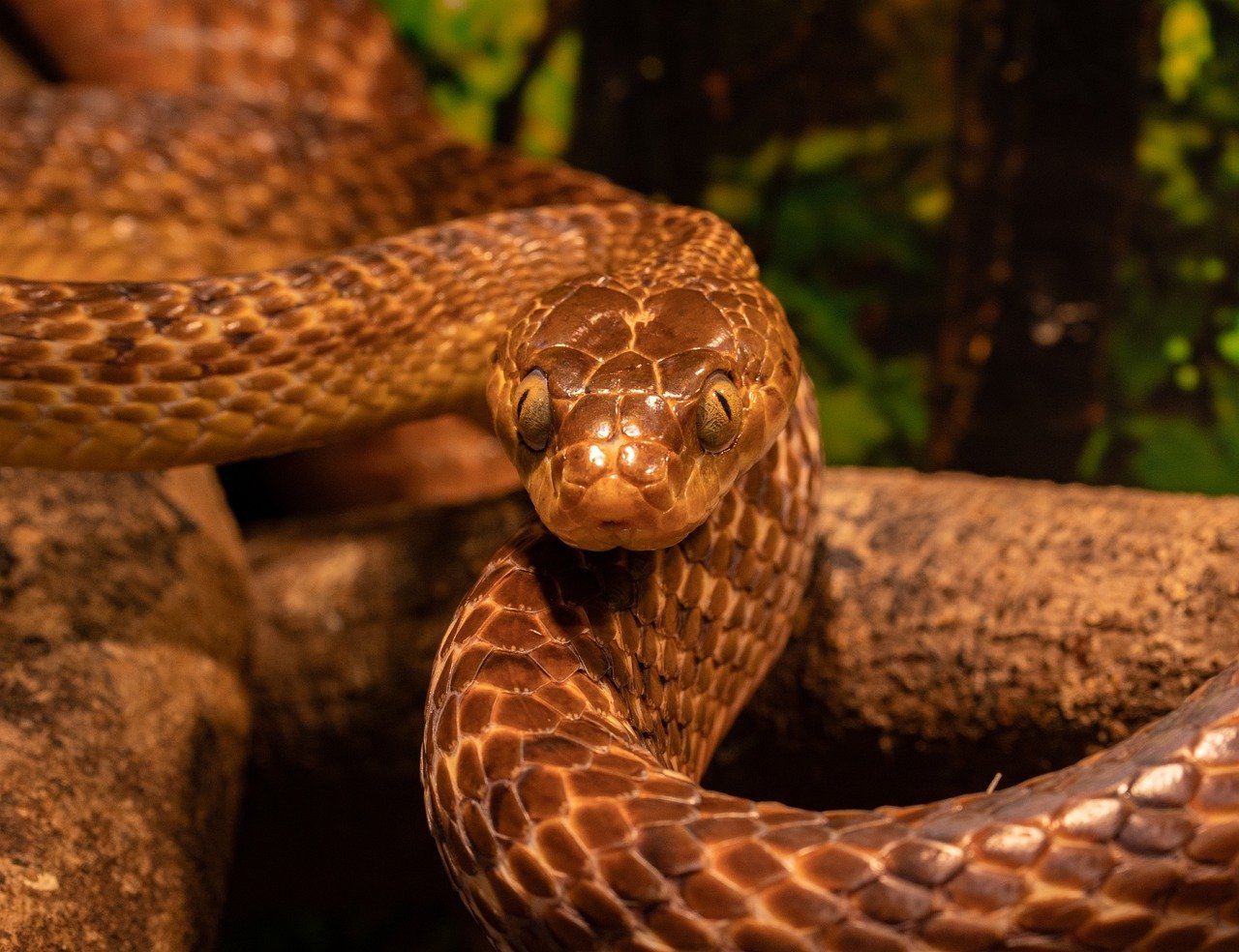 tree snake, snake, reptile-7982626.jpg