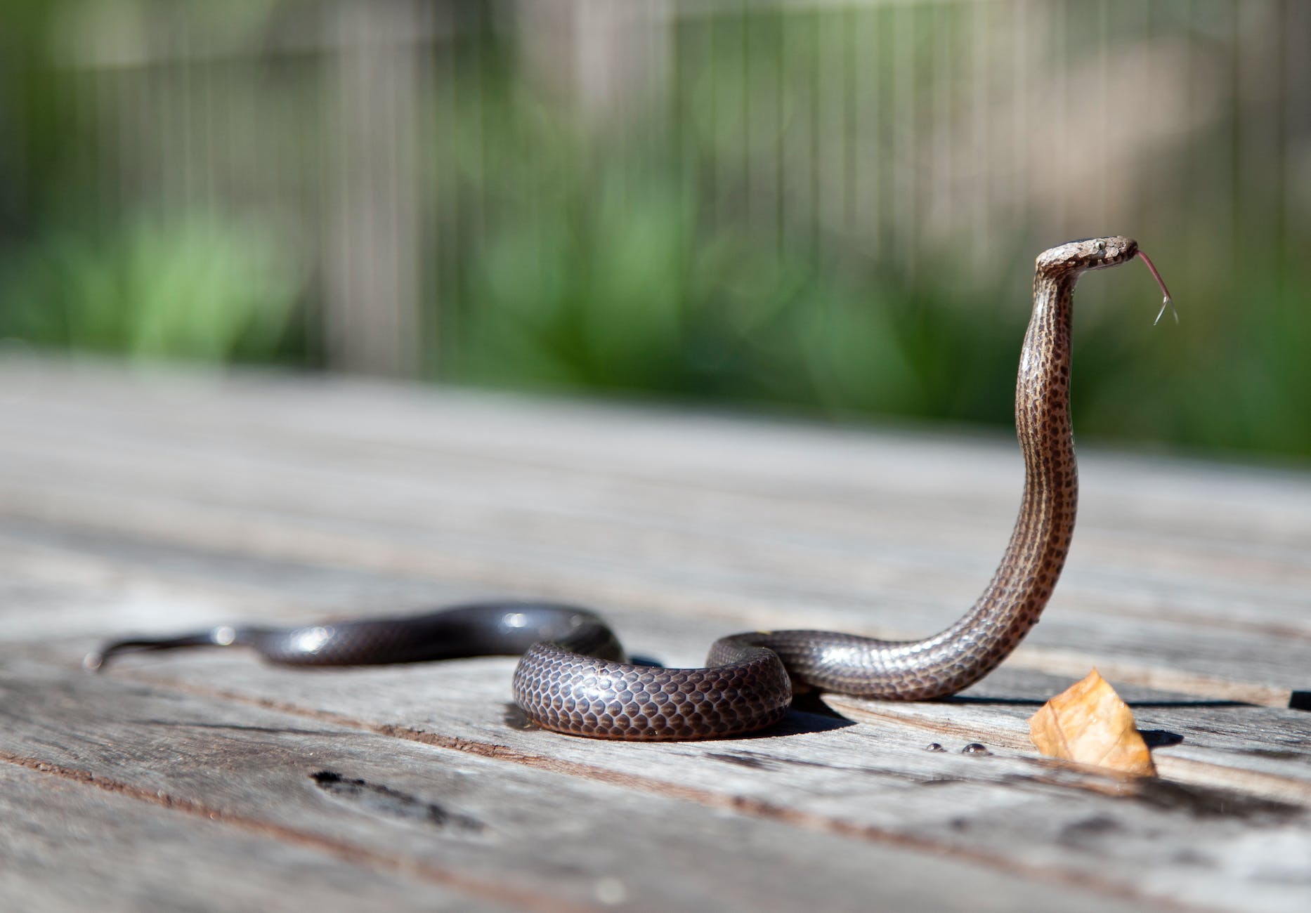 brown snake