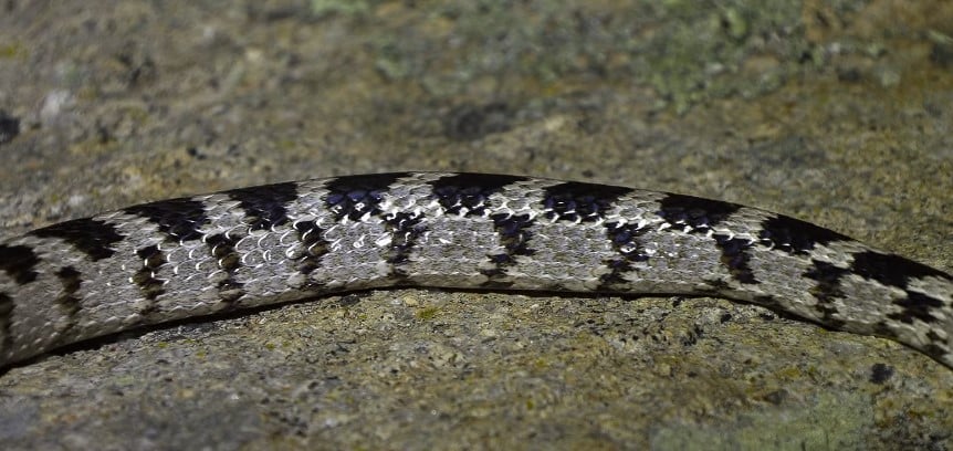 זנב של עין חתול חברבר בגינה בראשון לציון