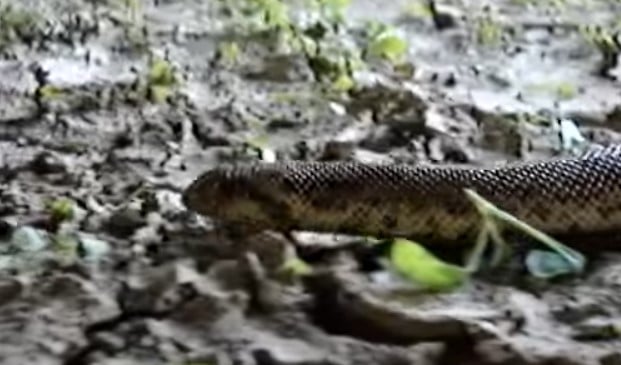 חנק משריץ בגינה בגבעתיים