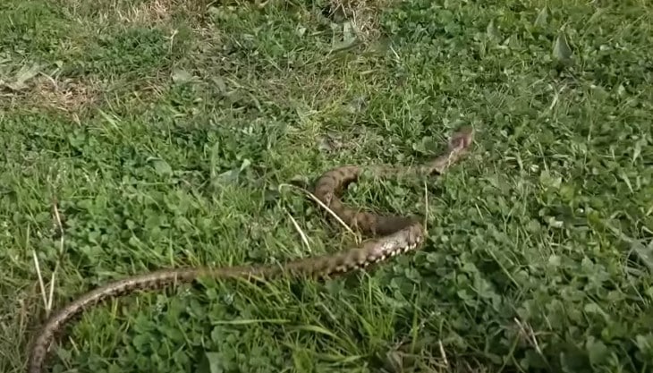 נחש בגינה בחולון