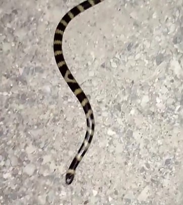 נחש מחרוזן טבעות במופע מהמם במבשרת ציון Micrelaps muelleri