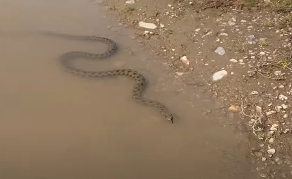 נחש מים במאגר מים ליד רמת גן - Natrix tessellata