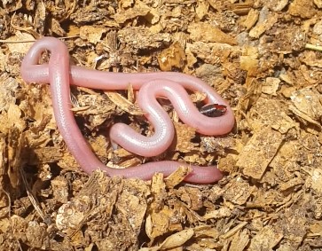 נחש נחשיל בראשון לציון