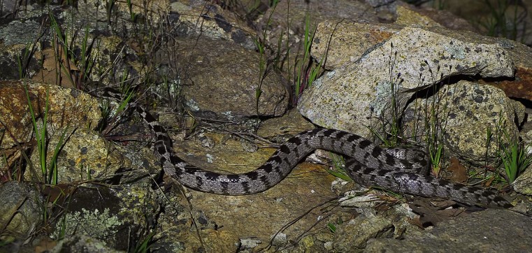 נחש עין חתול חברבר במרכז הארץ (תל אביב)