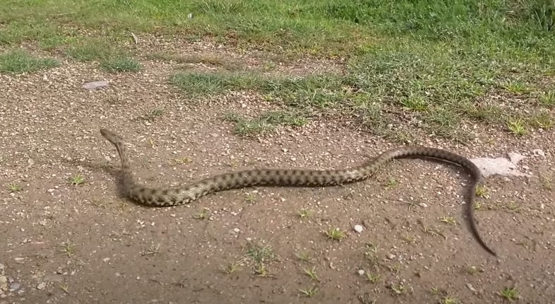 נחש שנלכד במרכז הארץ