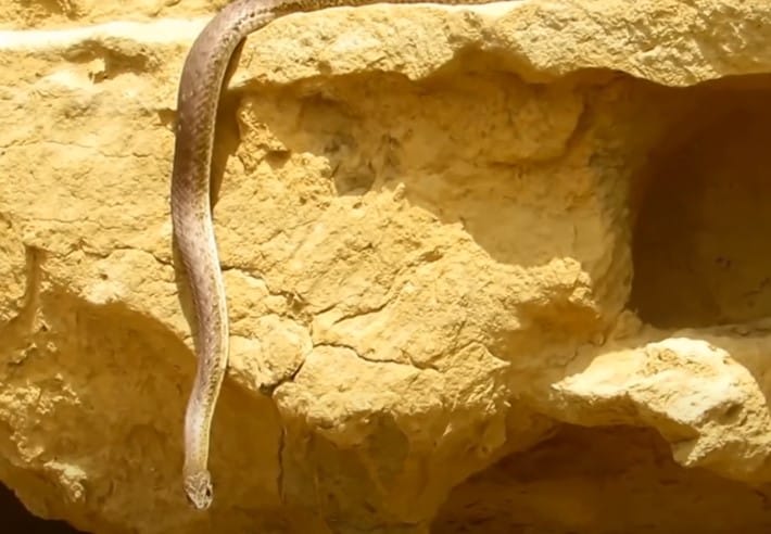 נחש תלום קשקשים במרכז הארץ