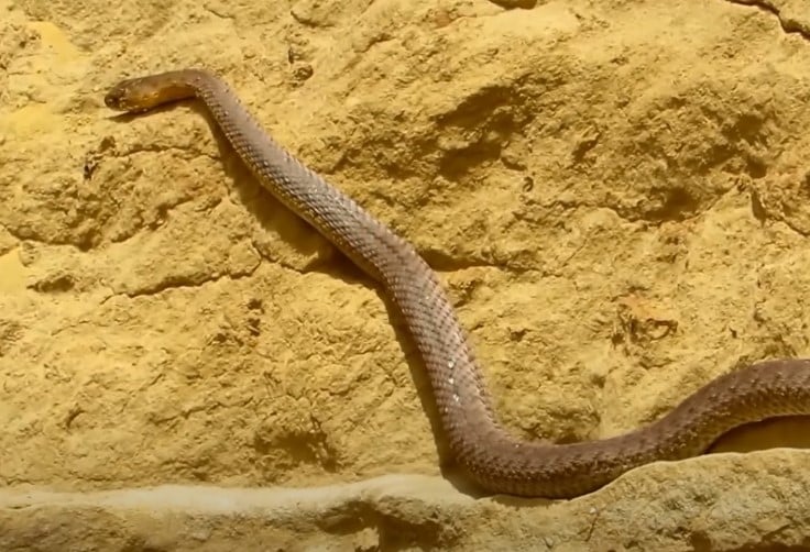 נחש תלום קשקשים במרכז הארץ