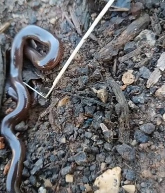 נחשיל מצוי בגינה בפתח תקוה