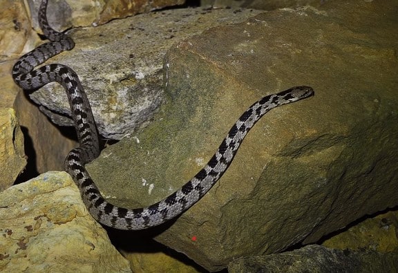 עין חתול חברבר בבית פרטי בסביון