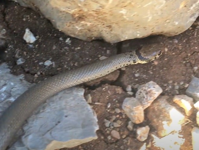 שלוון קולר במבשרת ציון