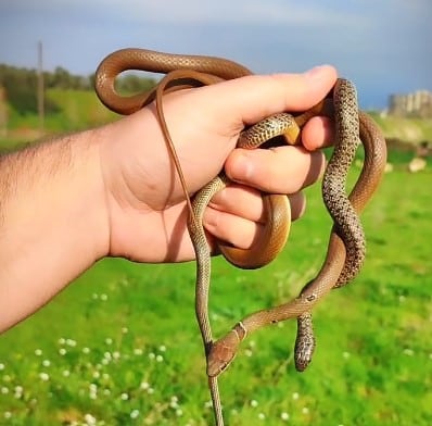 נחשים זעמניים שנלכדו בנתניה