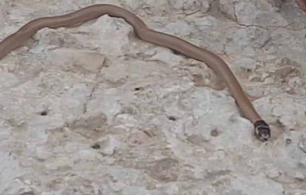 שלוון טלוא ראש שנצפה בנתניה