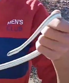 ארבע קו מובהק שנלכד בשרון