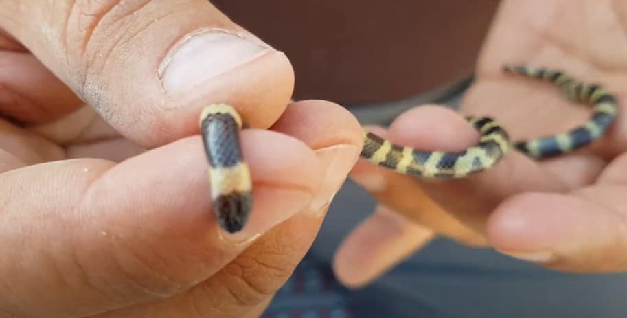 מחרוזן טבעות בהרצליה (דרום השרון) - Micrelaps muelleri