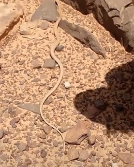 נחש ארבע קו מובהק בישוב בשרון - Psammophis schokari