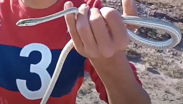 נחש ארבע קו מובהק שנלכד בשרון - Psammophis schokari