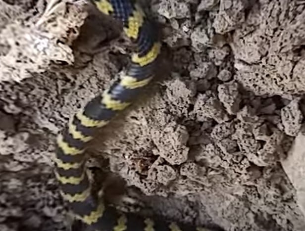 נחש מחרוזן טבעות בשרון