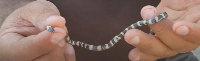 נחש מחרוזן טבעות שנלכד במחוז השרון - Micrelaps muelleri