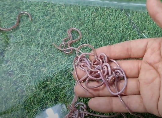 נחשי נימון דק שחולצו בדרום השרון - Leptotyphlops macrorhynchus