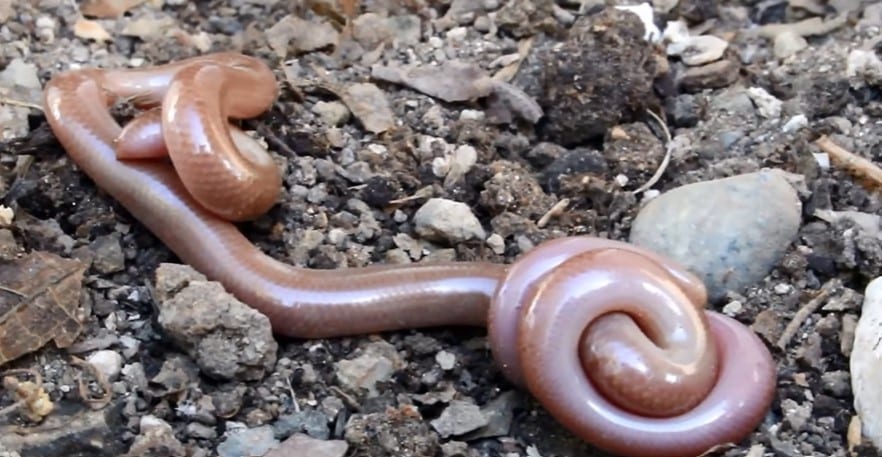 נחשיל מצוי בדרום השרון