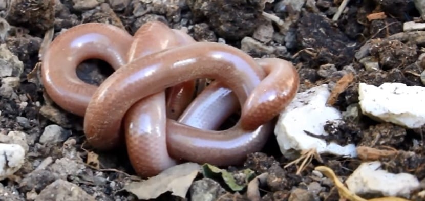 נחשיל מצוי ברשפון - ישוב בשרון