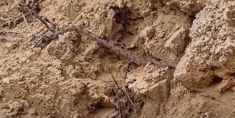 עין חתול אפור בישוב בשרון