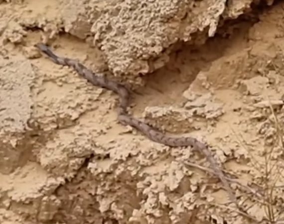 עין חתול אפור בשרון (Telescopus hoogstraali)