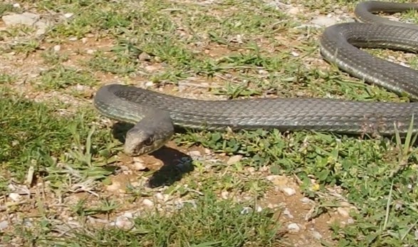 תלום קשקשים מצוי שנלכד בשרון - Malpolon insignitus