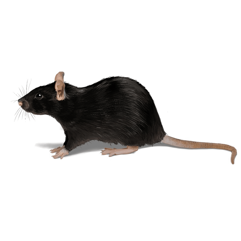 חולדה מצויה Rattus rattus