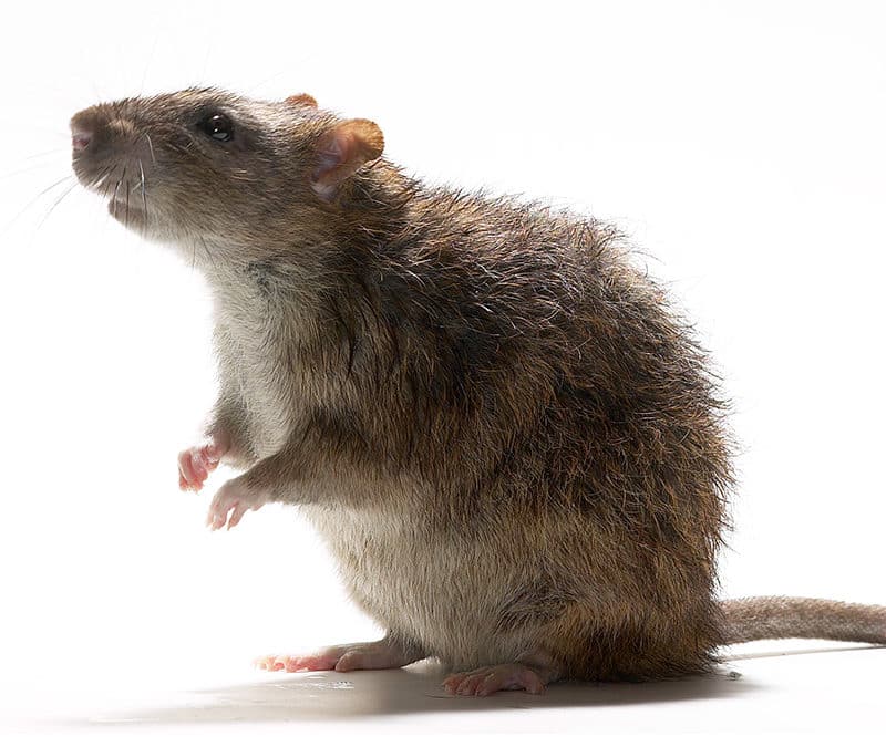 חולדה נורווגית - חולדה חומה Rattus norvegicus